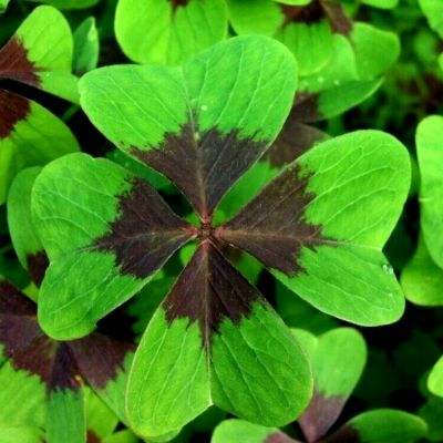 百人牛牛游戏软件手机app下载